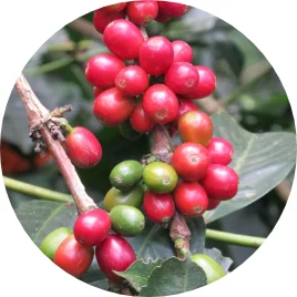 <B>4 Generaciones</B> trabajando alrededor del café y mas de 100 años manejando cultivos propios.