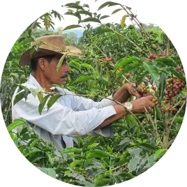Tenemos sembradas en <i>diferentes alturas</i>, más de <b>10 variedades de café</b>, de las cuales recolectamos manualmente únicamente las cerezas maduras